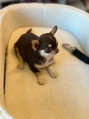 Winzige Chihuahua-Welpen, bestens sozialisiert und sehr freundlich. Sie wurden tierärztlich untersuc