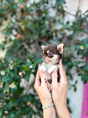 Schattige Chihuahua-puppy klaar voor een nieuw thuis. 