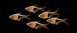 Keilfleckbärblinge Trigonostigma heteromorpha 