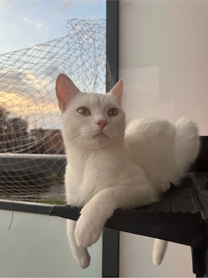 2 Katzen in liebevolle Hände abzugeben