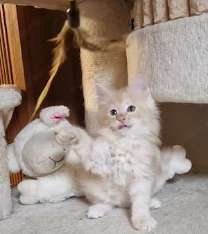 Maine Coon Kitten