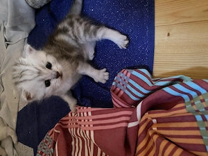  Bkh Kater und Katze suchen Mitte September neuen Besitzer 