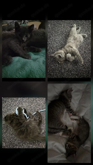 BKH Katzen Mix In Liebevollen Händen ab zu geben 