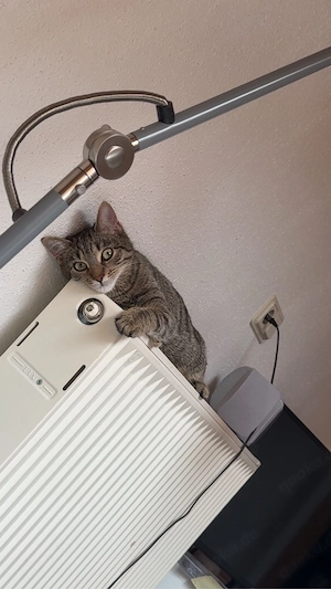 ich suche ein neues zuhause