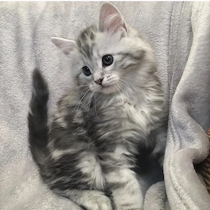 kleinen Maine-Coon Kitten
