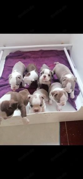 Wir freuen uns, Ihnen unsere wunderschönen Boston-Terrier-Welpen vorzustellen, die nun bereit sind,