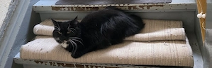 Main coon Dame 