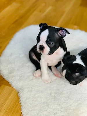 Wir freuen uns, Ihnen unsere wunderschönen Boston-Terrier-Welpen vorzustellen, die nun bereit sind,