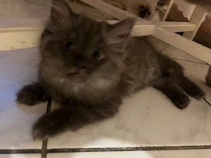 Süße graue Katze abzugeben       Wunderschöne, kleine graue Katze sucht ein liebevolles Zuhause. Sie