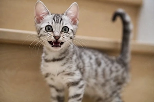 Aschera kittens for adoption 
