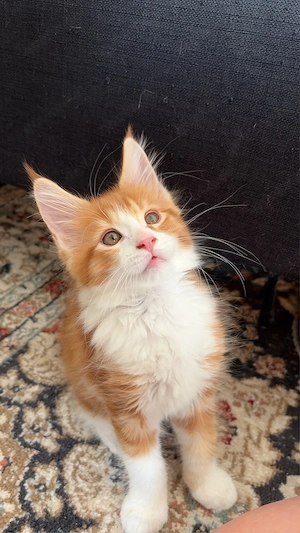 Maine Coon