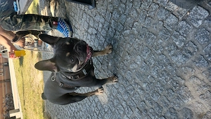 Dringend Französische Bulldogge abzugeben