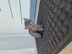 Heilige Birma  Britisch Kuzhaar Mix Kitten