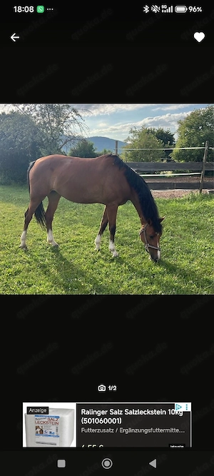 Freizeitpferd  Bild 2