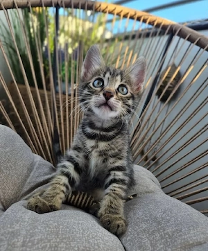 Bengal Mainecoon Mix Kitten Kater 