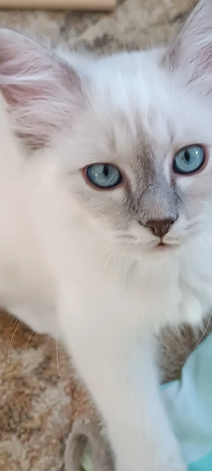 Heilige Birma Kitten