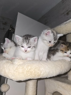 4 süße Katzenbabys zu verkaufen     