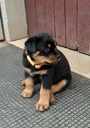 Rottweiler Welpen mit Ahnentafel