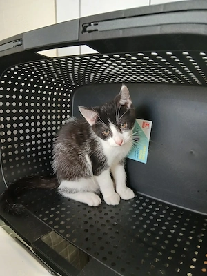Kleine Herzensbrecher suchen nette Dosenöffner 