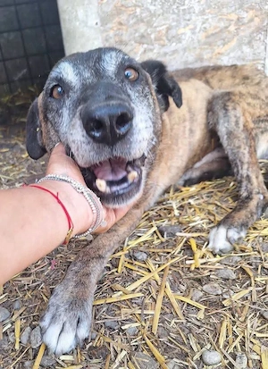 Cody, bitte lass das Shelter nicht seine Endstation sein...
