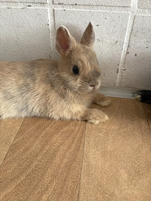 Frühkastrat Löffelohzwerg  4 Monate, geimpft, super lieb und zutraulich sucht Traumplatz !