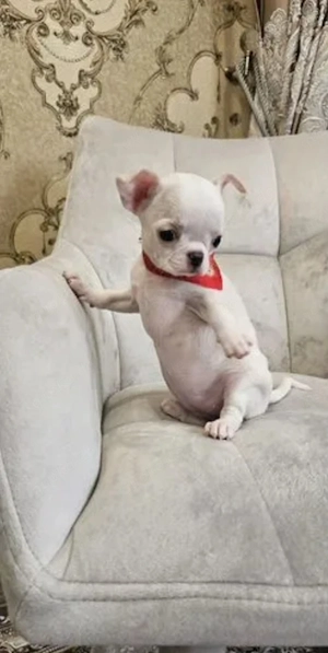 Kostenlos   Zwerg-Chihuahua-Hündin sucht liebevolles Zuhause