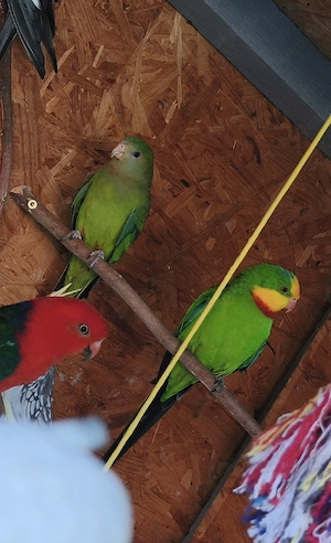 Schildsittich Pärchen 