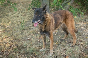 *ALLAN* - Der Hundeopa ist lebhaft, liebt die Menschennähe, und er braucht Beschäftigung