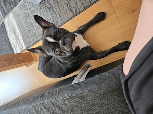 Französische Bulldogge