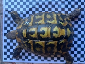 1.1 Landschildkröten paar adult