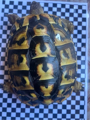 1.1 Landschildkröten Paar adult 