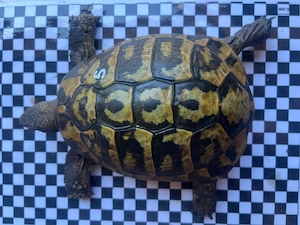 1.1 Griechisches Landschildkröten paar 