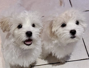 Bichon Frise Malteser Welpen 