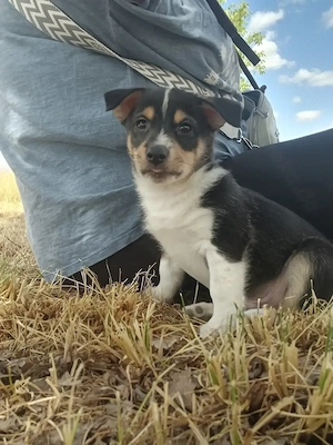 Zwergpinscher Mix Rüde Welpe