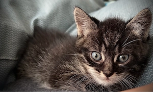 Kitten suchen liebevollen Dosenöffner