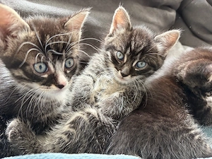 Kitten suchen liebevollen Dosenöffner