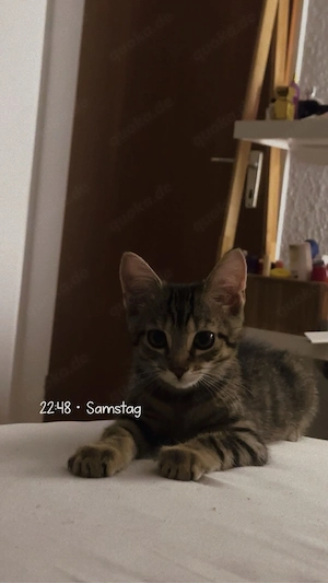 Kleiner Kater Noah sucht ein neues Zuhause   