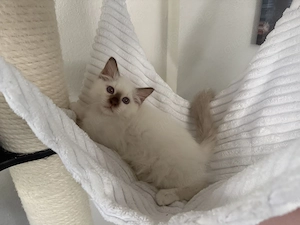 Heilige Birma Kitten chocolate point mit Stammbaum aus seriöser Zucht 