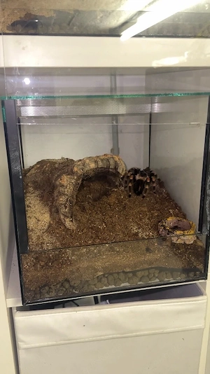 Vogelspinne inkl. Terrarien