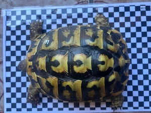 1.1 Gruechisches Landschildkröten paar 
