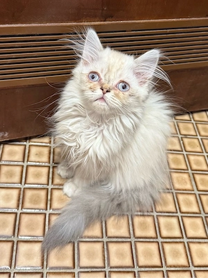 Perser Katze ab sofort abzugeben