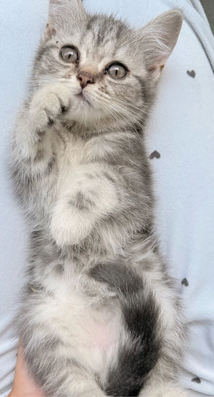 Bkh Babykatze  sucht ein neues zuhause 