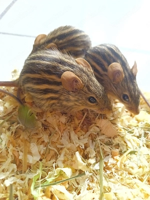 Afrikanische Streifengrasmaus Lemniscomys Maus Mäuse Streifenmaus Grasstreifenmaus Zebra-Grasmaus