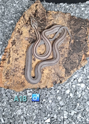 Kornnatter Anery Striped
