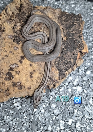 Kornnatter Anery Striped