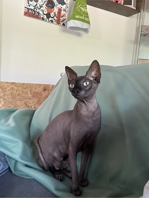 Zwei wunderschöne Sphynx-Jungs suchen ein liebevolles Zuhause