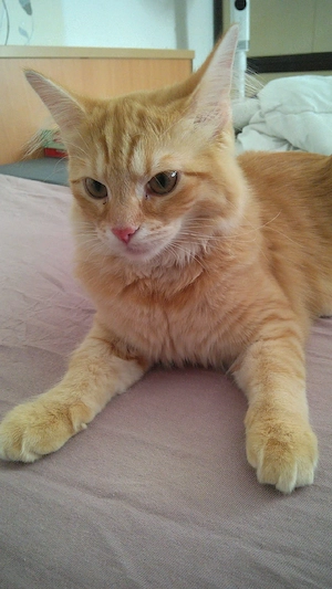 Katzenbaby 