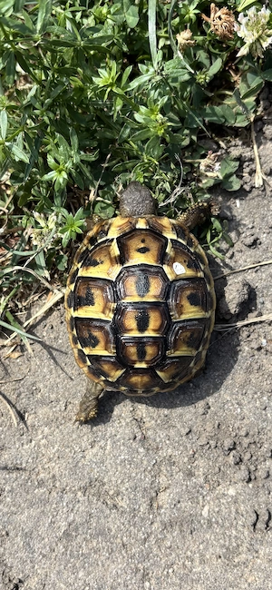 Griechische Landschildkröten Toskana (Thh) Bild 4