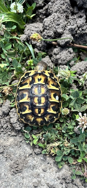 Griechische Landschildkröten Toskana (Thh)