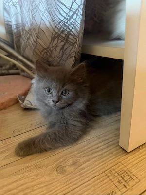 Ragdollkitten
